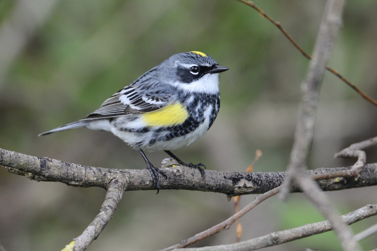 Yellow-rumped Warbler - ML228331811