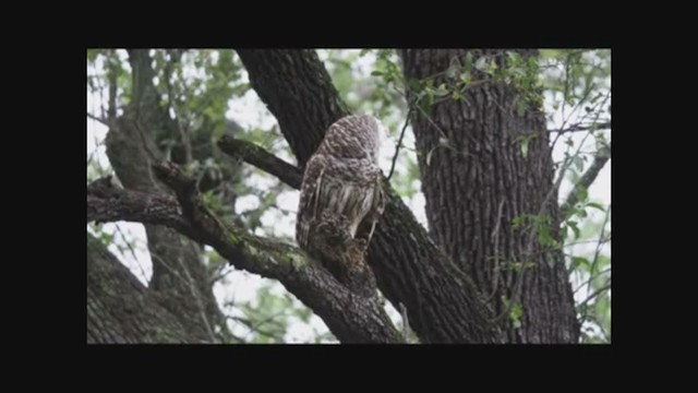 Barred Owl - ML228331921