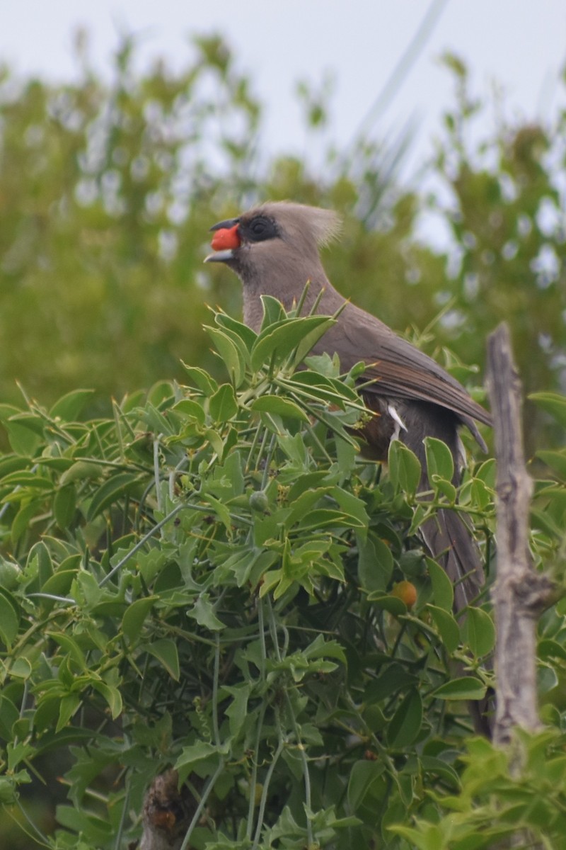 Speckled Mousebird - Kendra Kocab