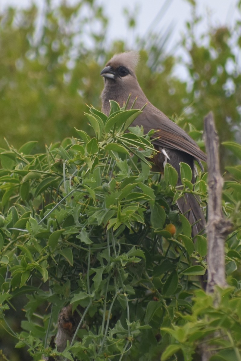 Speckled Mousebird - Kendra Kocab