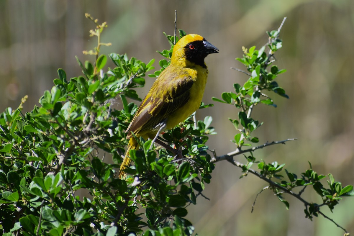 Southern Masked-Weaver - ML228332621