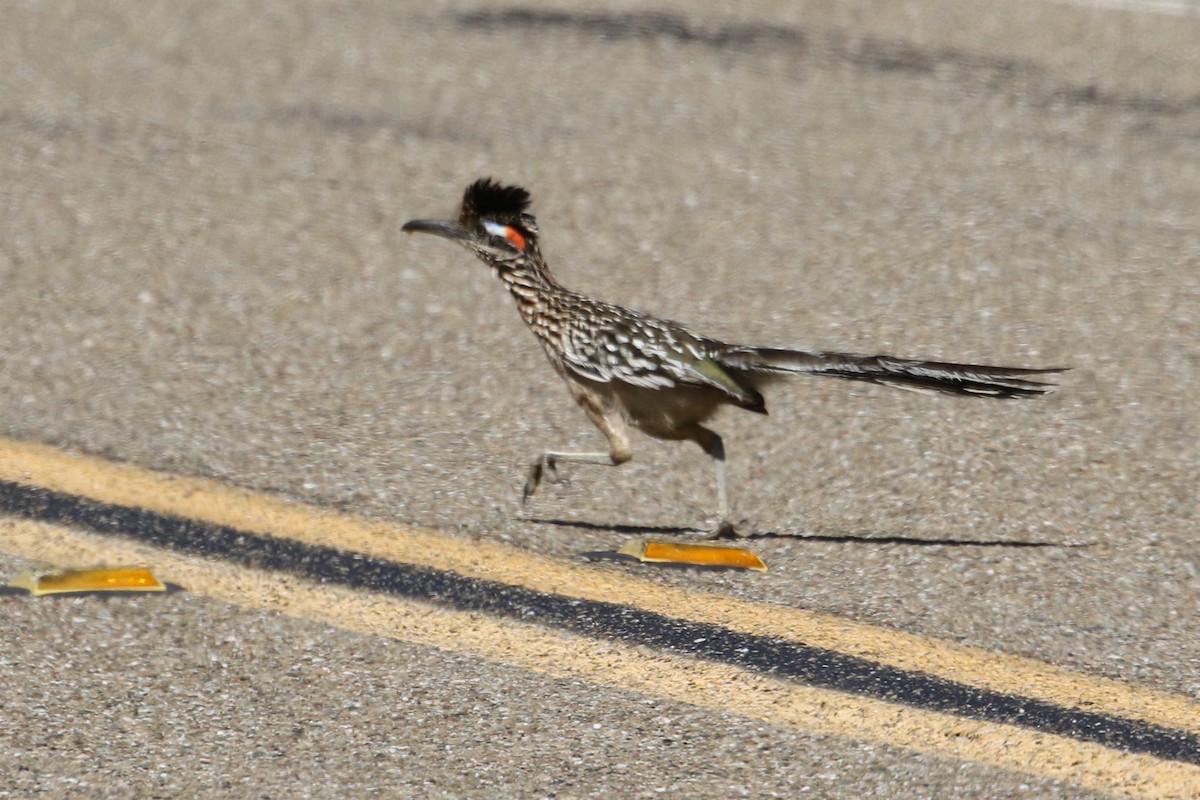 Greater Roadrunner - ML228332811