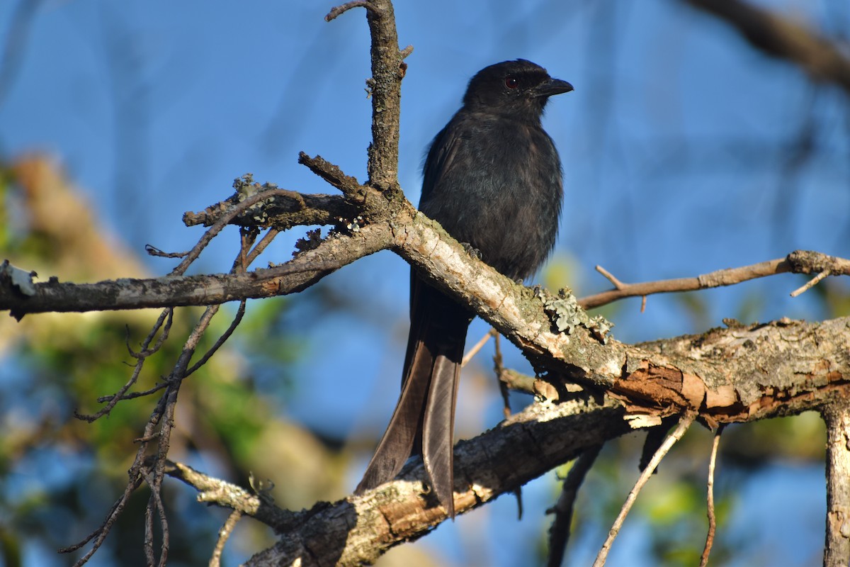 Fork-tailed Drongo - ML228333131
