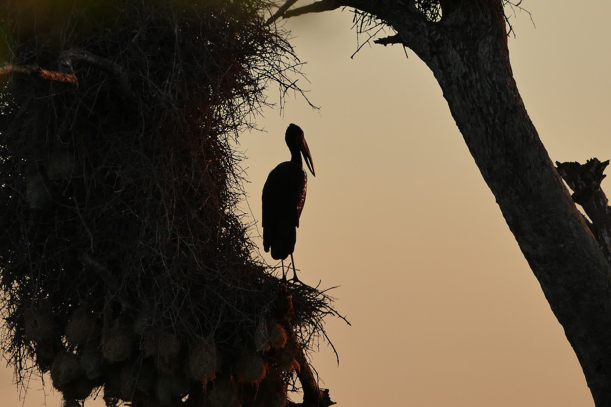 African Openbill - Karin Karmann