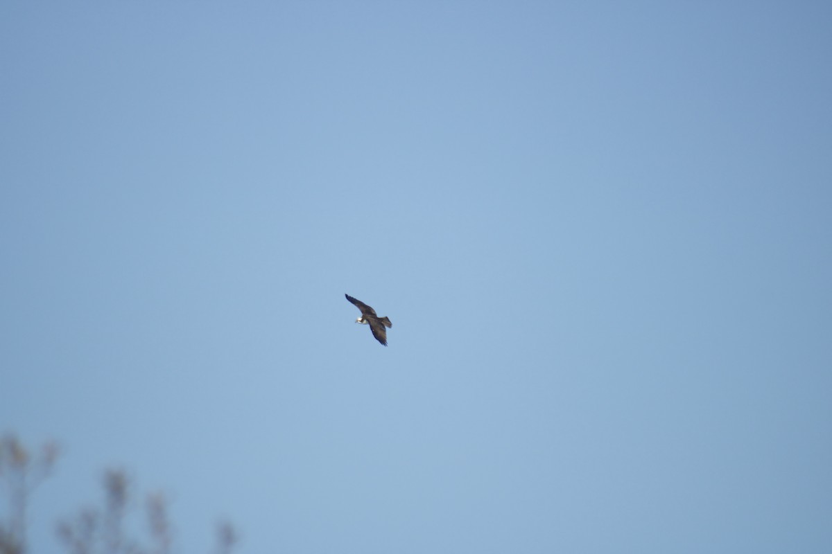 Águila Pescadora - ML228333221