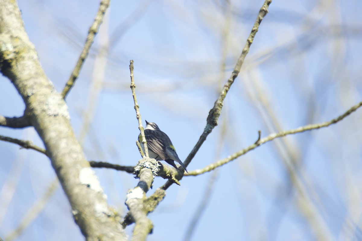 Yellow-rumped Warbler - Hanh Tran