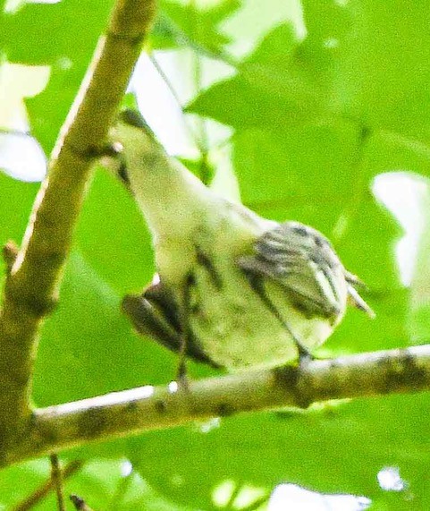 Cerulean Warbler - ML228333531
