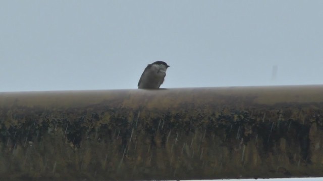 Blue-and-white Swallow (cyanoleuca) - ML228333581