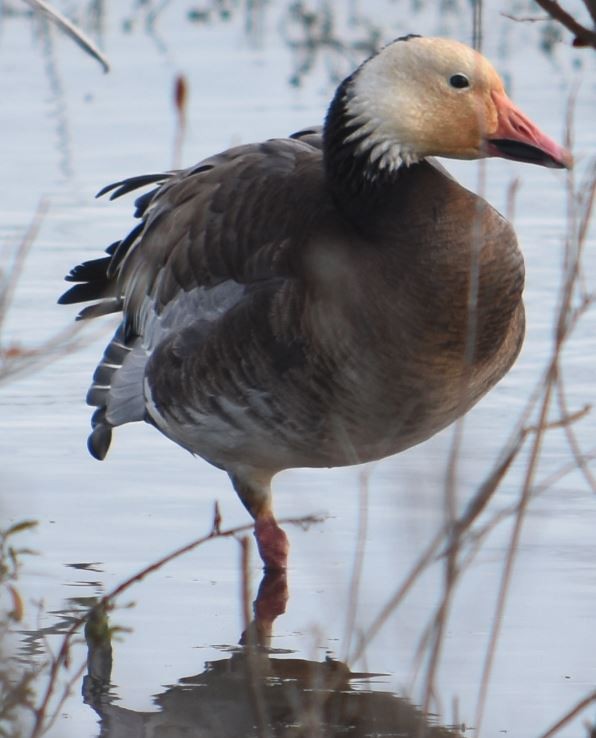 Snow Goose - ML22833521