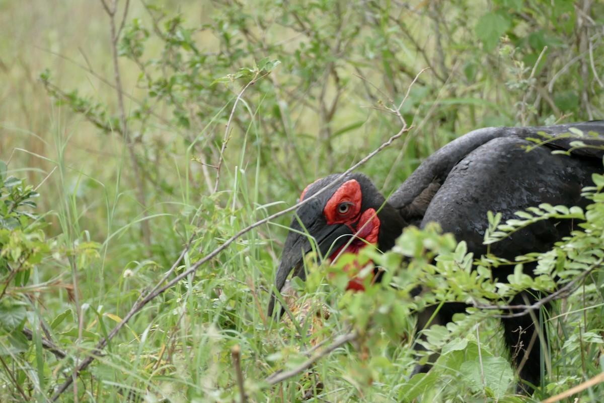 Southern Ground-Hornbill - ML228335971