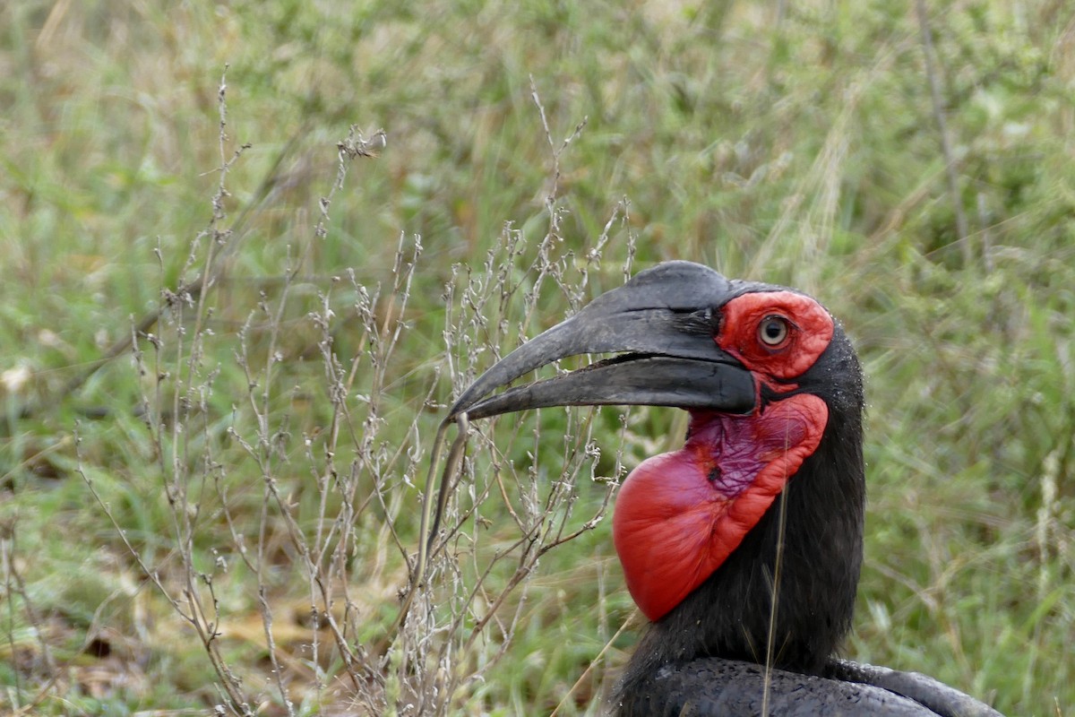 Southern Ground-Hornbill - ML228336021