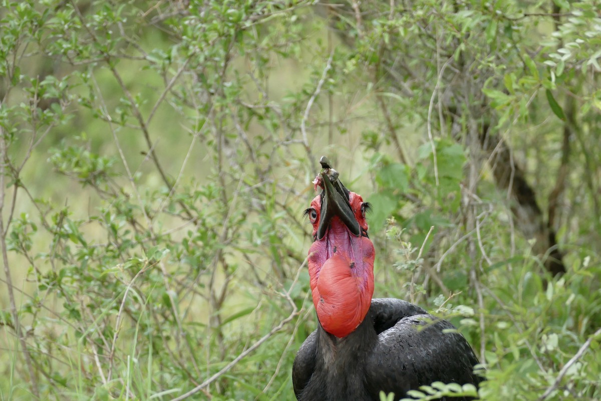 Southern Ground-Hornbill - ML228336041