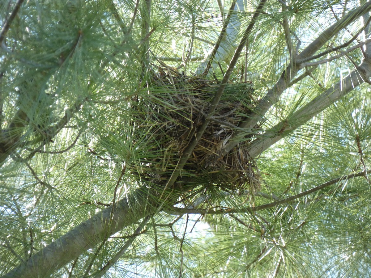Common Grackle - Patty Elton