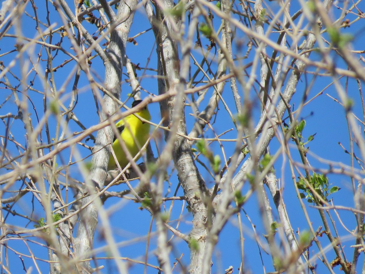 American Goldfinch - ML228337781