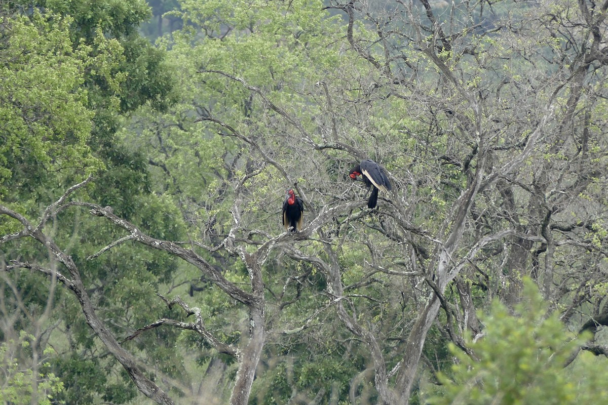 Southern Ground-Hornbill - ML228337851