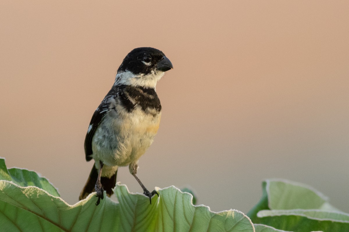 Morelet's Seedeater - Francis Canto Jr