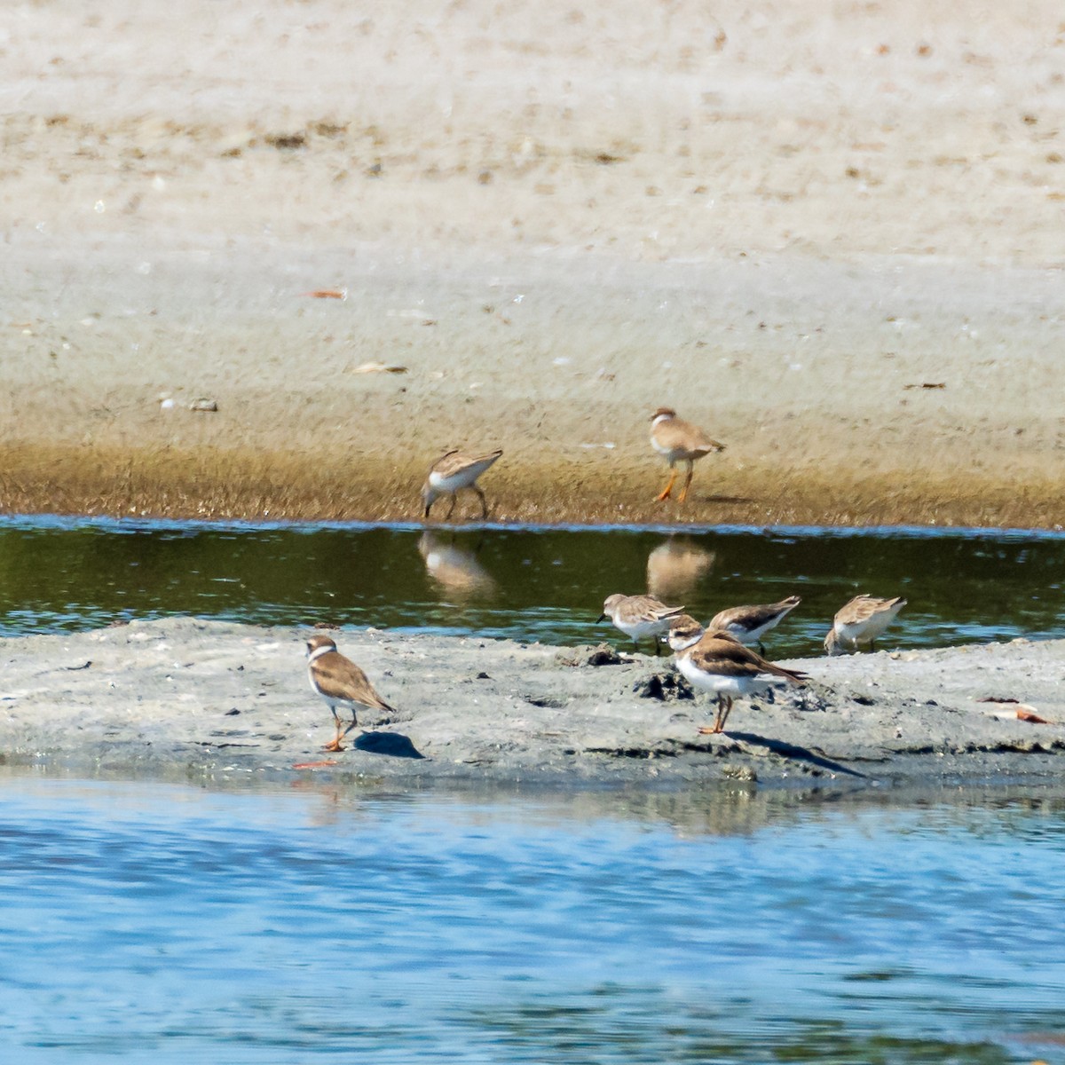 Semipalmated Plover - ML228340901