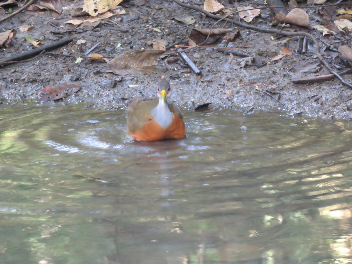 Gray-cowled Wood-Rail - Beniamino Tuliozi