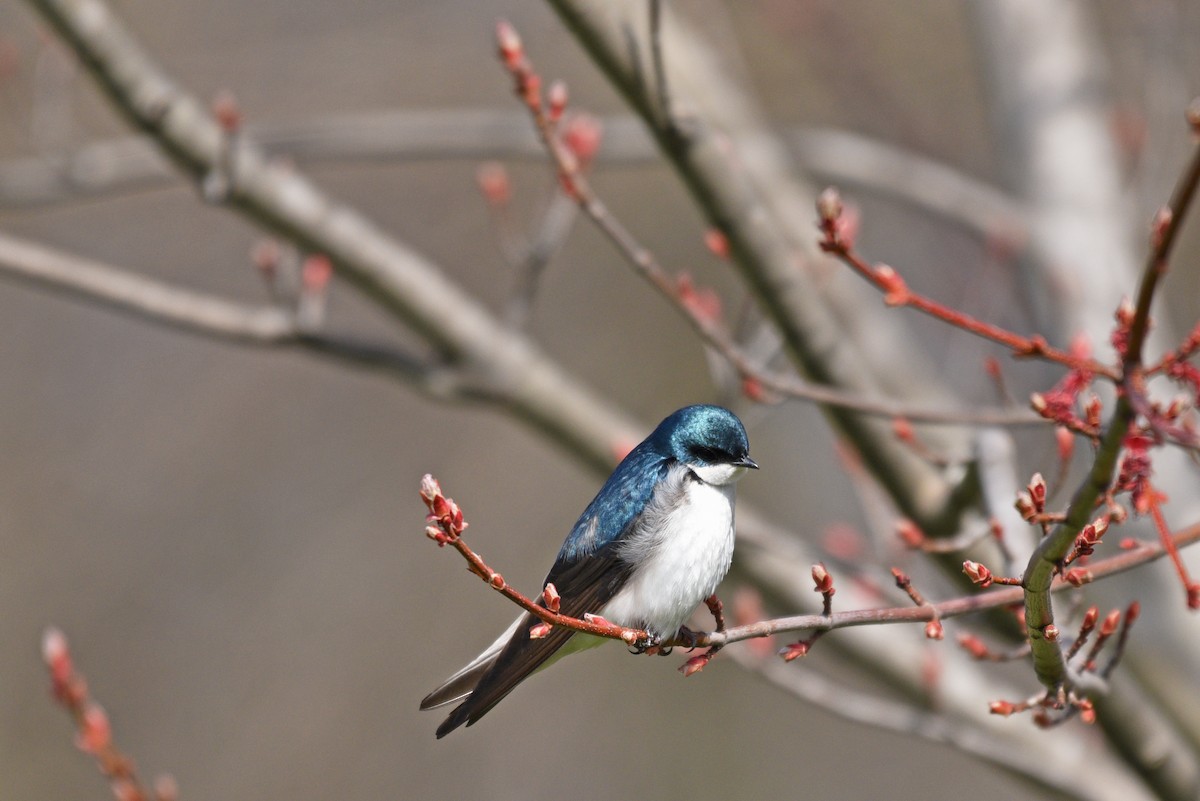 Tree Swallow - ML228341641