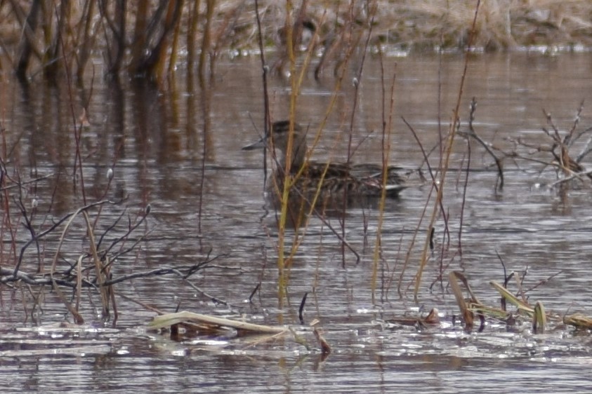 Green-winged Teal - ML228342801