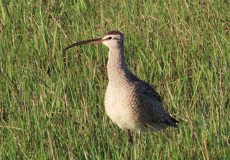 Whimbrel (Hudsonian) - Karen Lebing