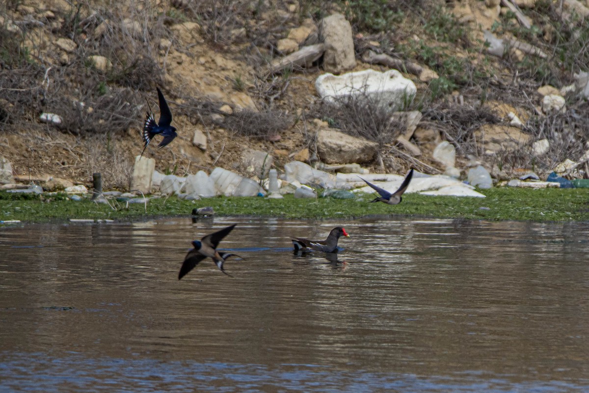 Eurasian Moorhen - ML228344011