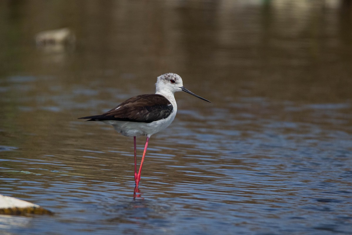 Black-winged Stilt - ML228344211