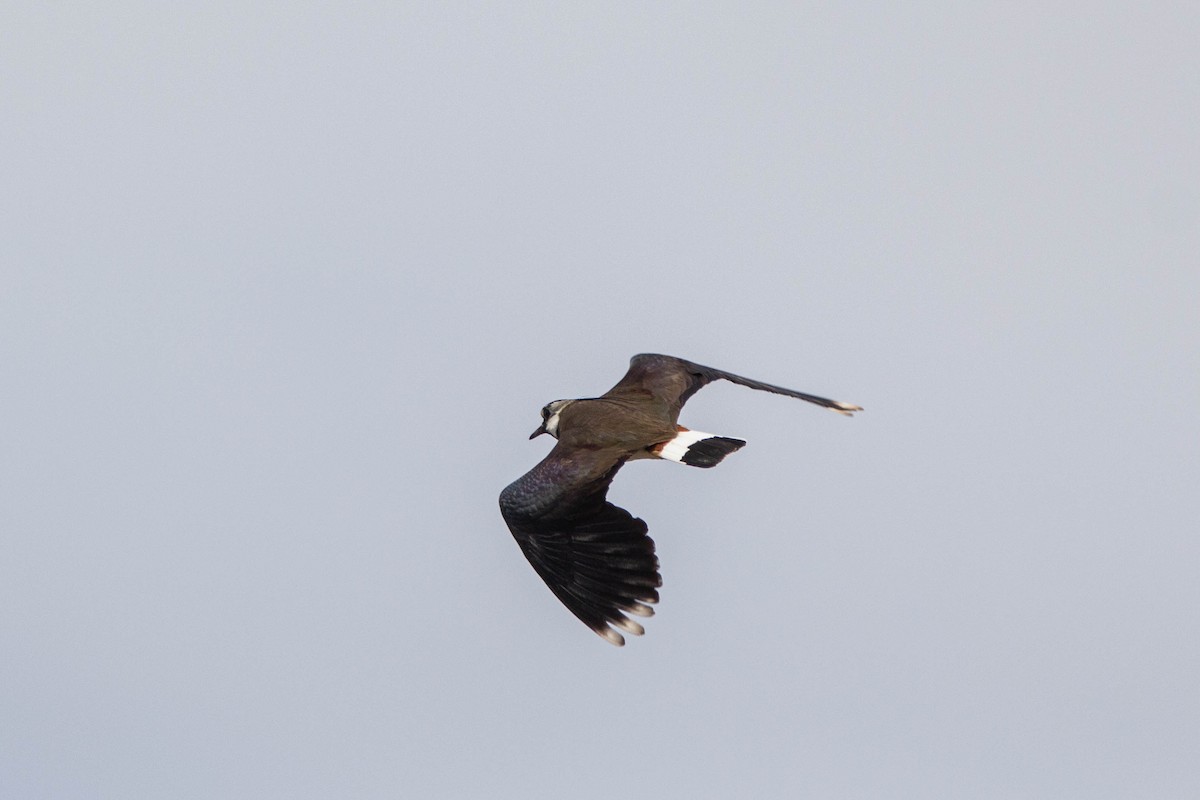 Northern Lapwing - ML228344361