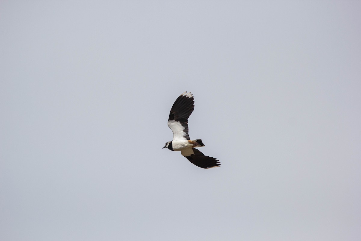 Northern Lapwing - ML228344371