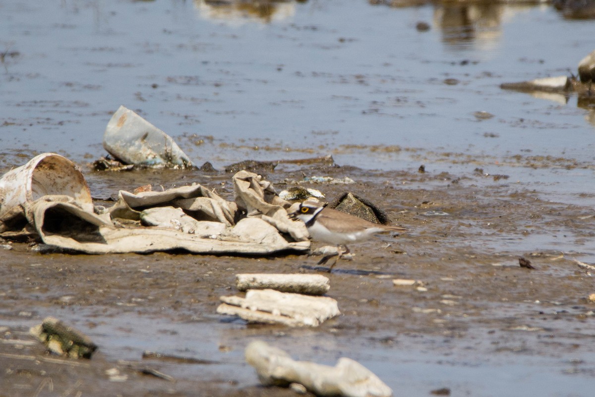 Little Ringed Plover - ML228344501