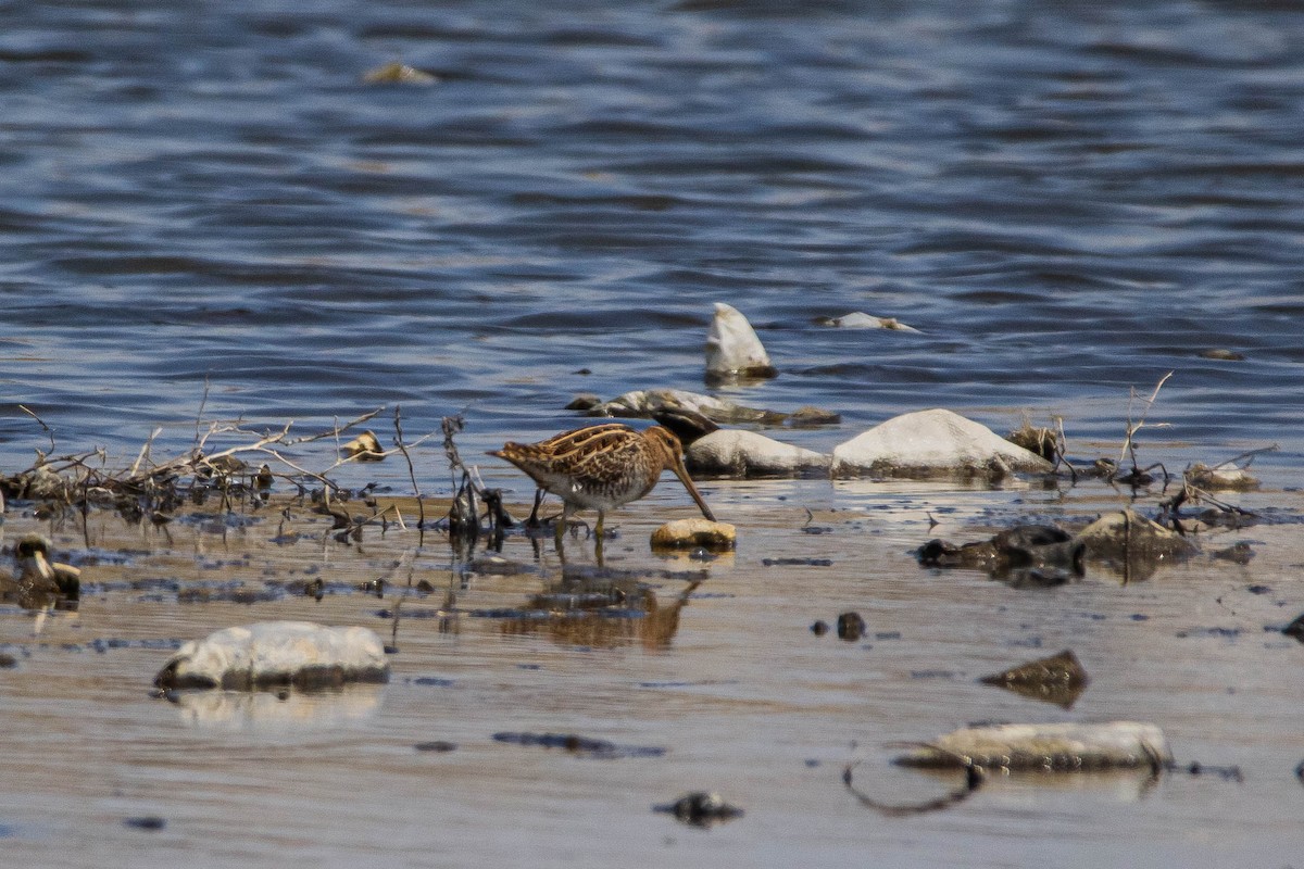 Common Snipe - ML228344641