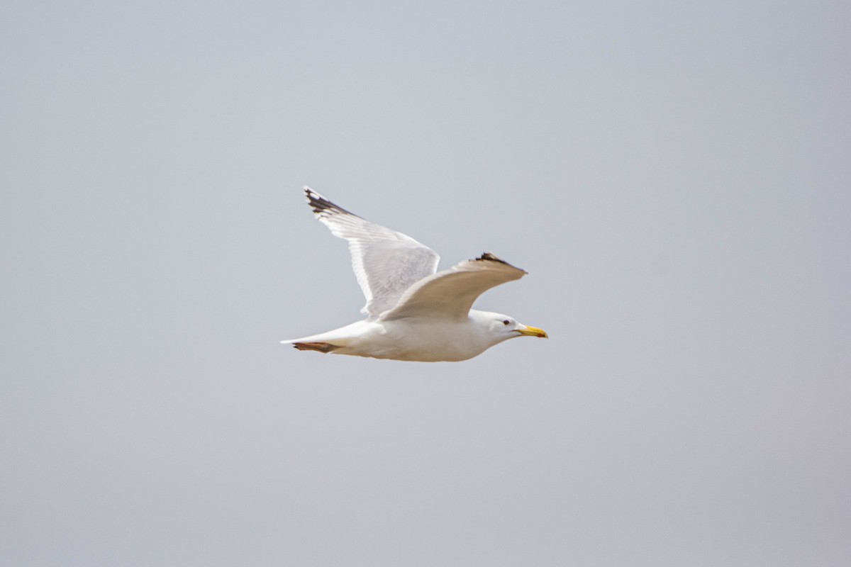 Caspian Gull - ML228344881