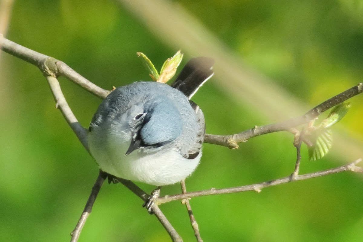 Blue-gray Gnatcatcher - ML228344951
