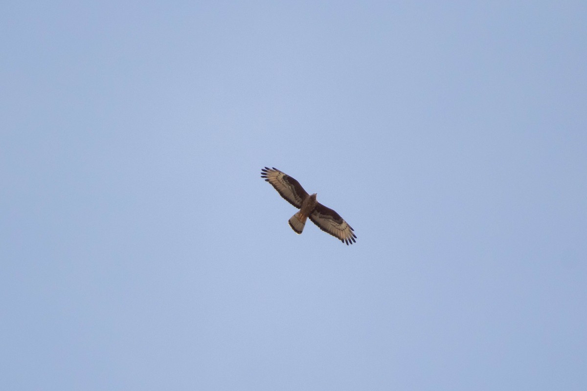 European Honey-buzzard - Elvin Memmedsoy