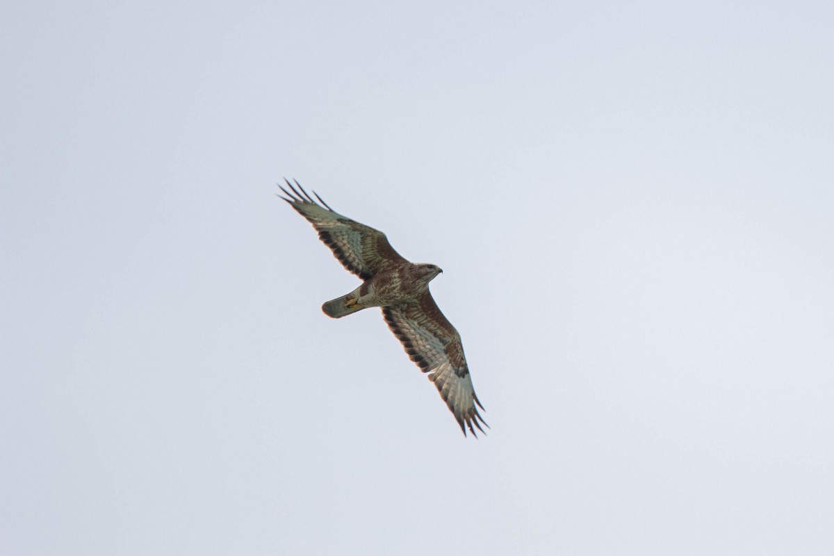 Common Buzzard - ML228345401