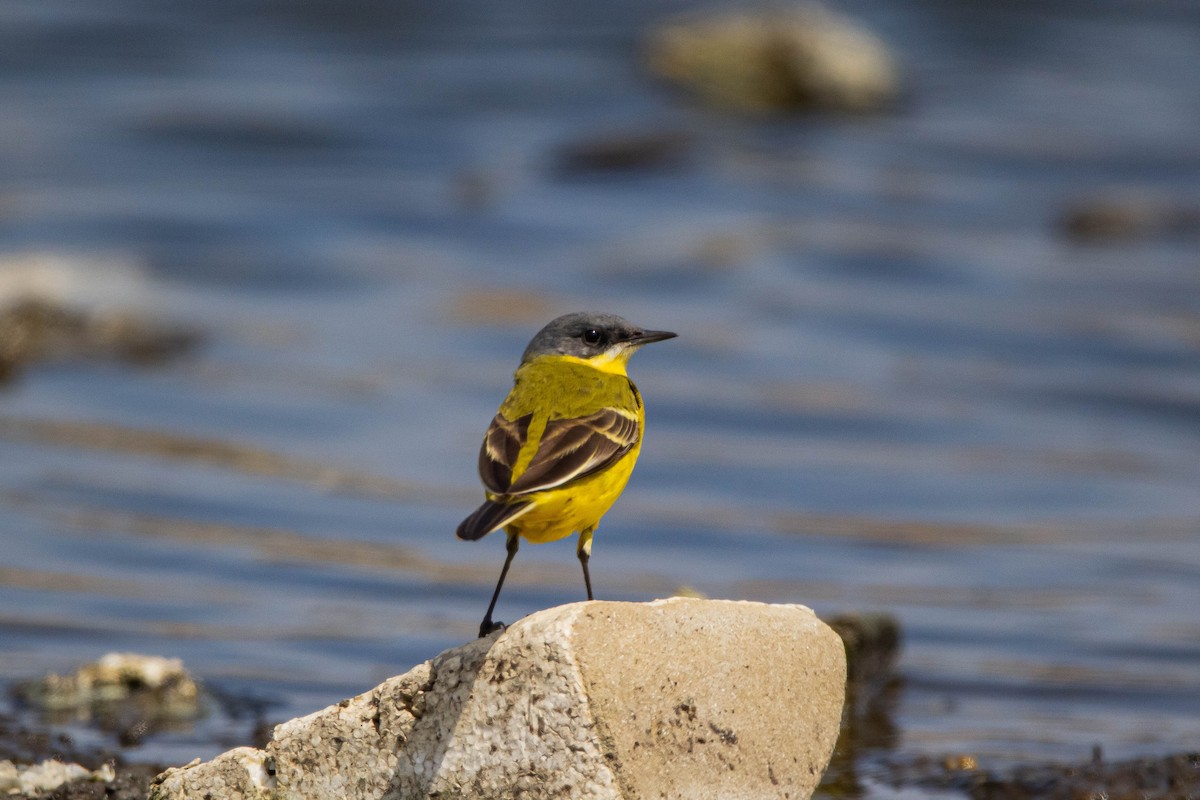 Western Yellow Wagtail - ML228346691