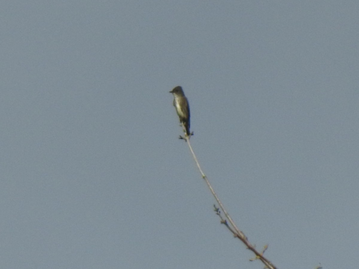 Olive-sided Flycatcher - ML228347731