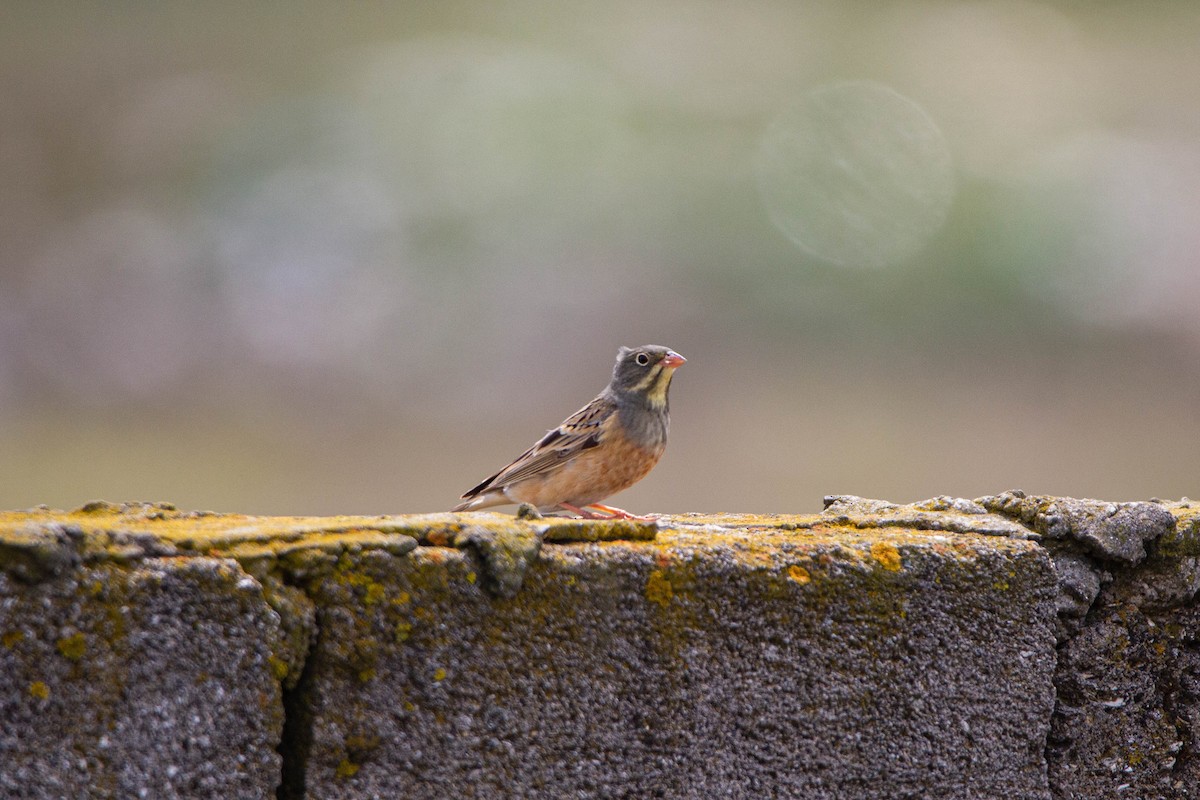 Ortolan Bunting - ML228347831