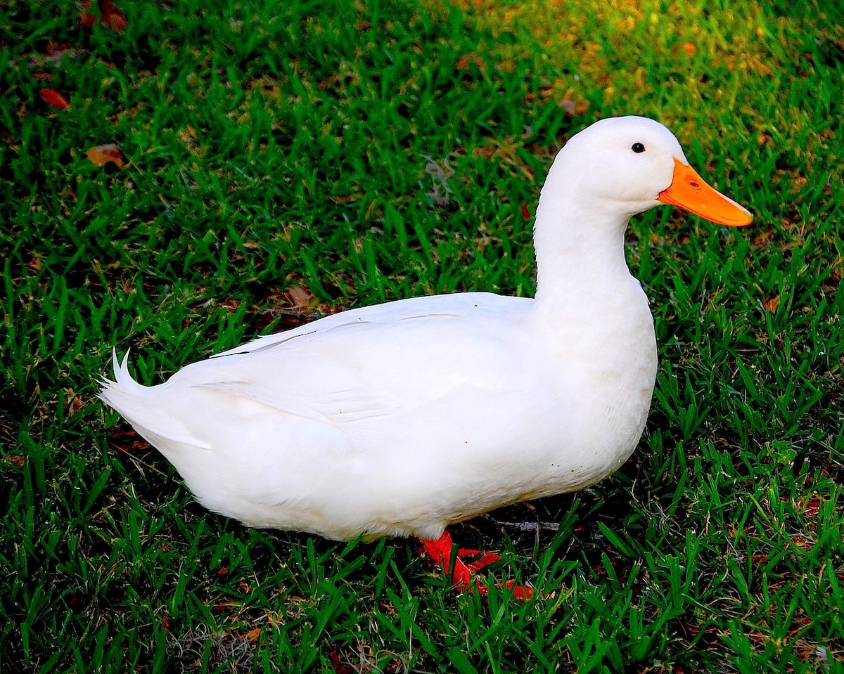 duck sp. - Scott Kinsey