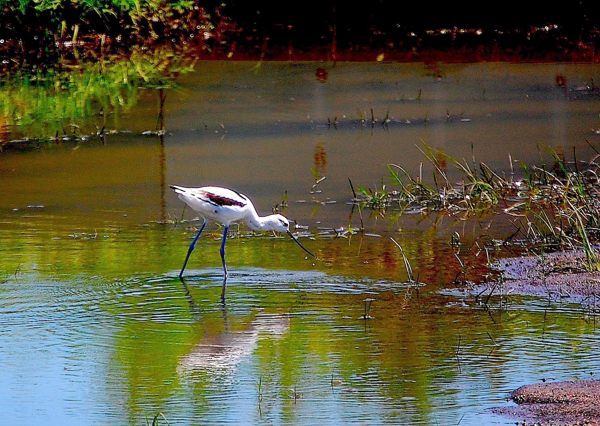 Avocette d'Amérique - ML228349041