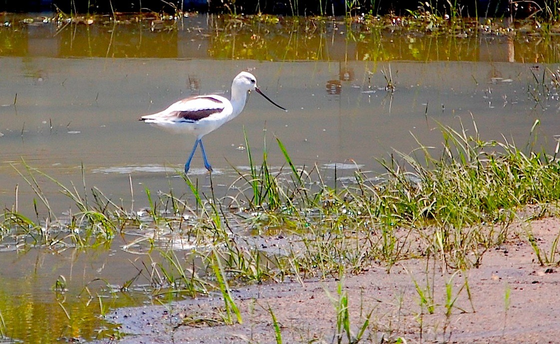 Avocette d'Amérique - ML228349091