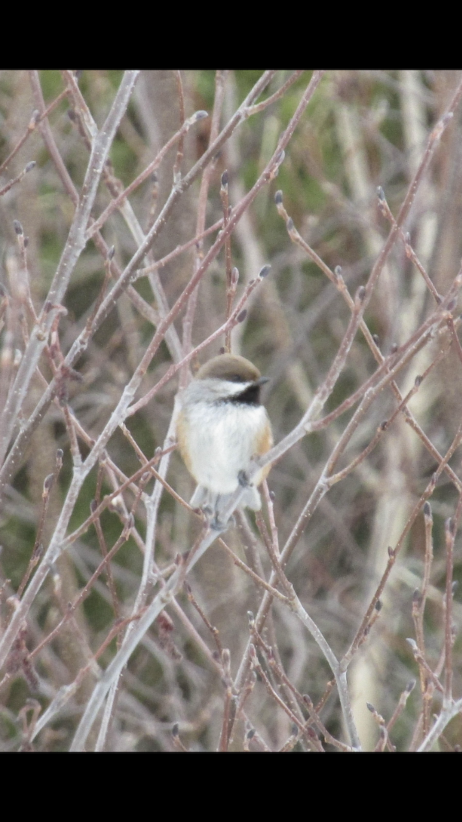 Boreal Chickadee - ML228349801