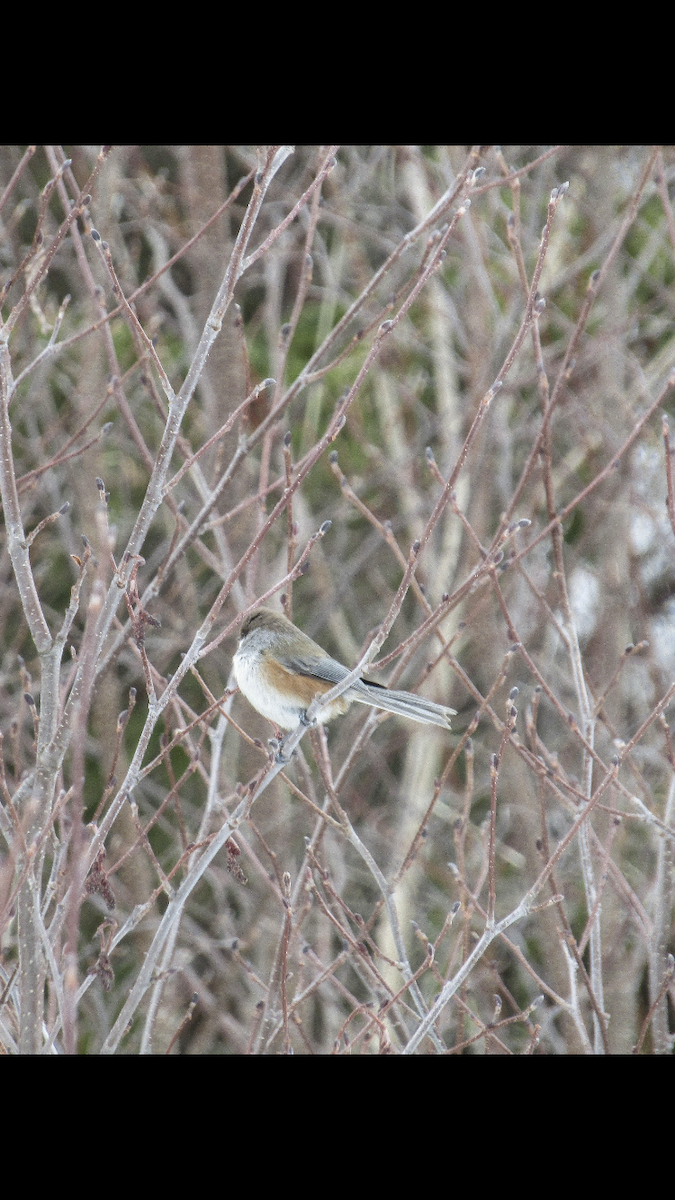 Boreal Chickadee - ML228349811