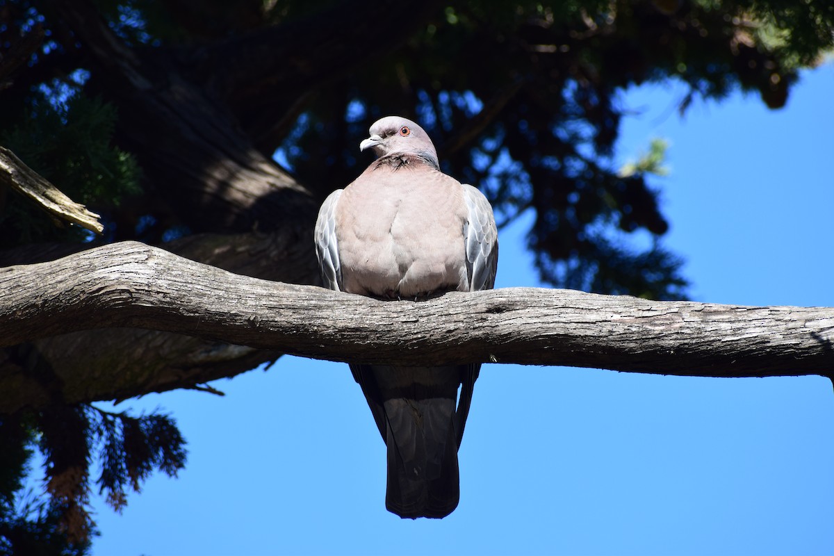 Picazuro Pigeon - ML228351271