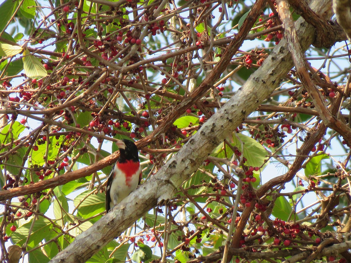 Cardinal à poitrine rose - ML228351831