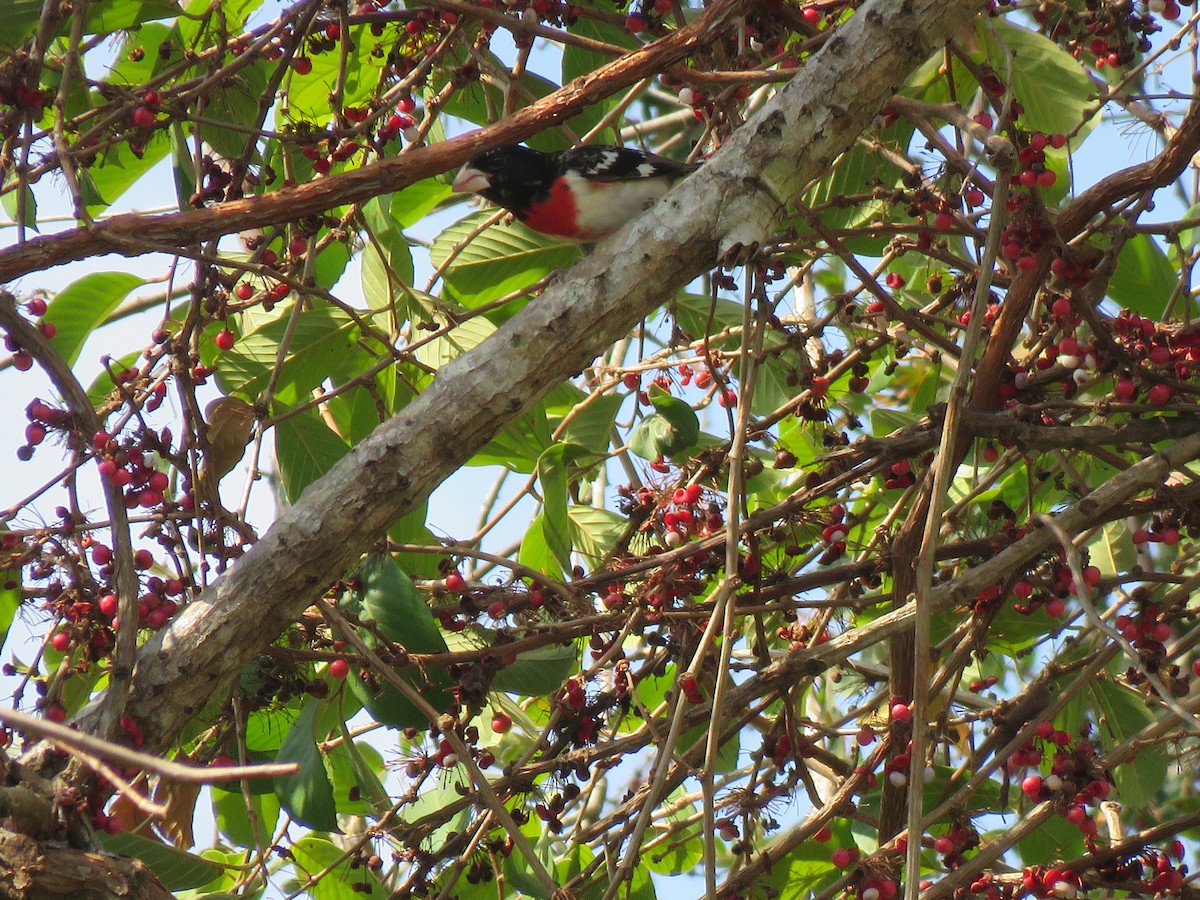 Cardinal à poitrine rose - ML228351851