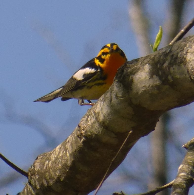 Blackburnian Warbler - ML228351951