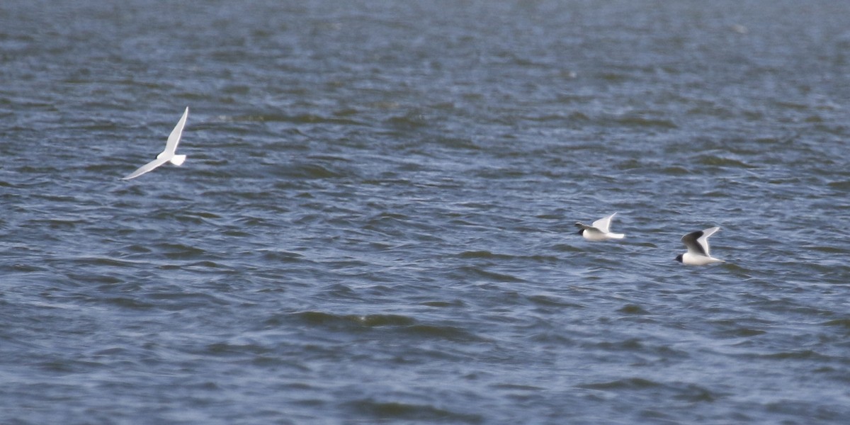 Mouette pygmée - ML228353841