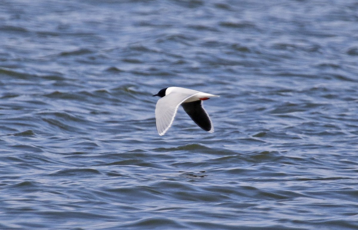 Mouette pygmée - ML228353961