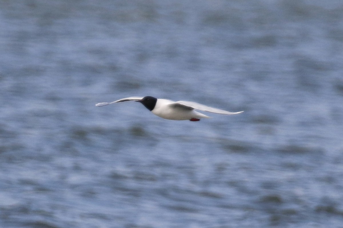 Mouette pygmée - ML228354061